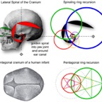 BrainSpiral2(lores).jpg