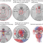 Vitruvian Man2.jpg