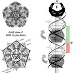 DNA Helix Cymatic.jpg