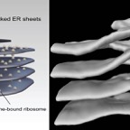 protein-helix.jpg