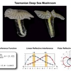 TasmanianSeaMushroom.jpg