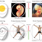 EmbryoResonance.jpg